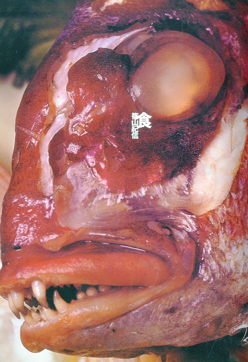 井上嗣也作品集 INOUE TSUGUYA GRAPHIC WORKS 1981-2007 / 著・アート