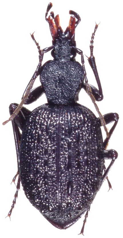 里山のゴミムシ セダカオサムシ