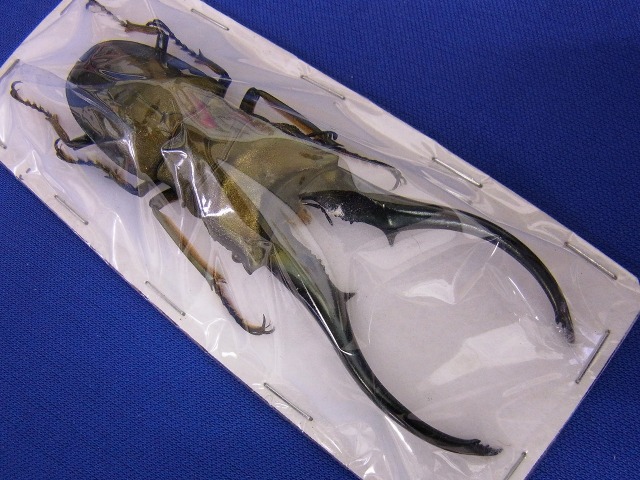 モンギローニホソアカクワガタ BIG SIZE標本入荷しています。 BIGHORN