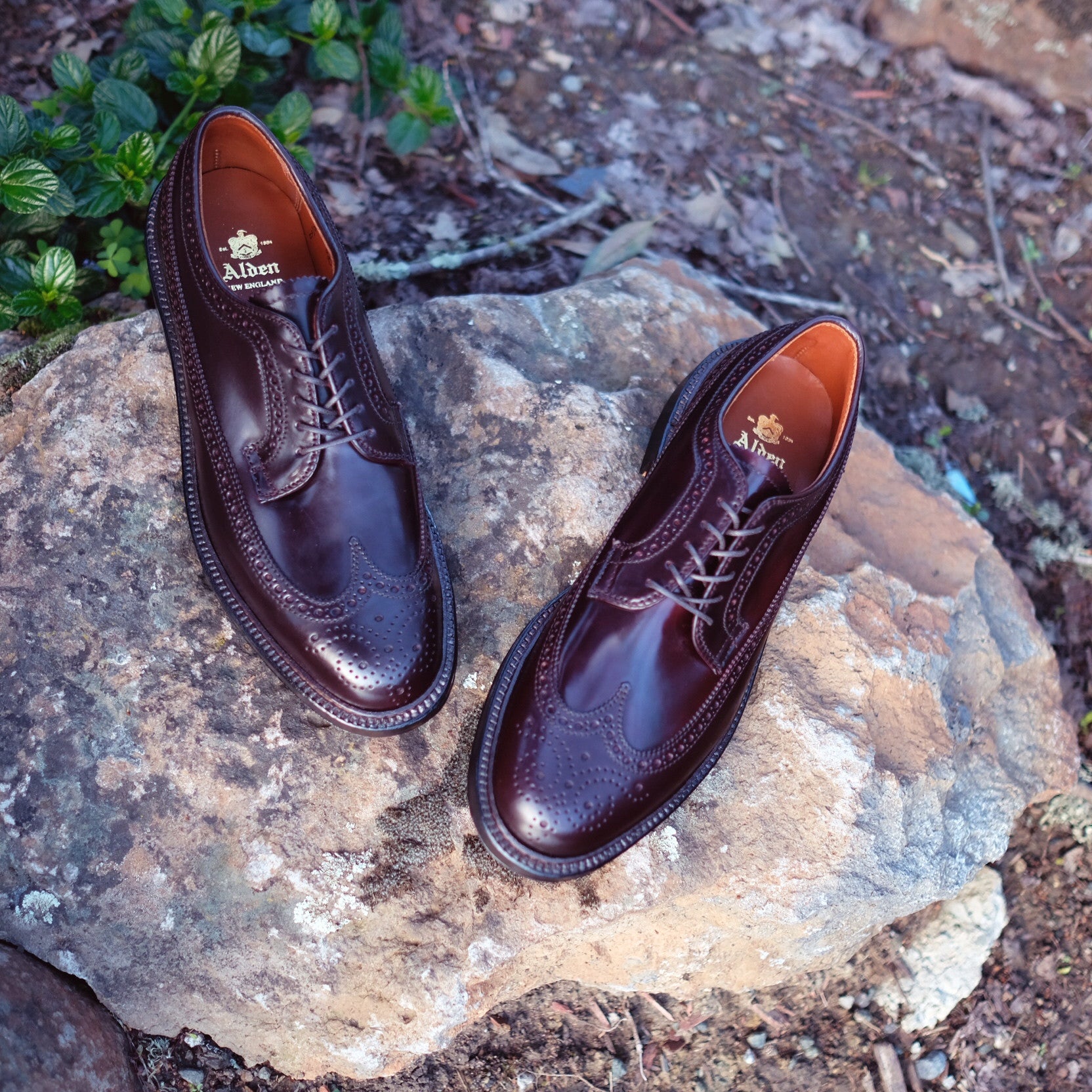 Alden Long Wing Blucher – BROGUE