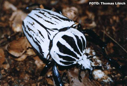 Goliathus orientalis - シラフオオツノハナムグリ