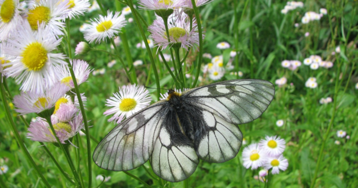 ウスバシロチョウの中国大陸からの伝播ルートと日本国内の地域性を高