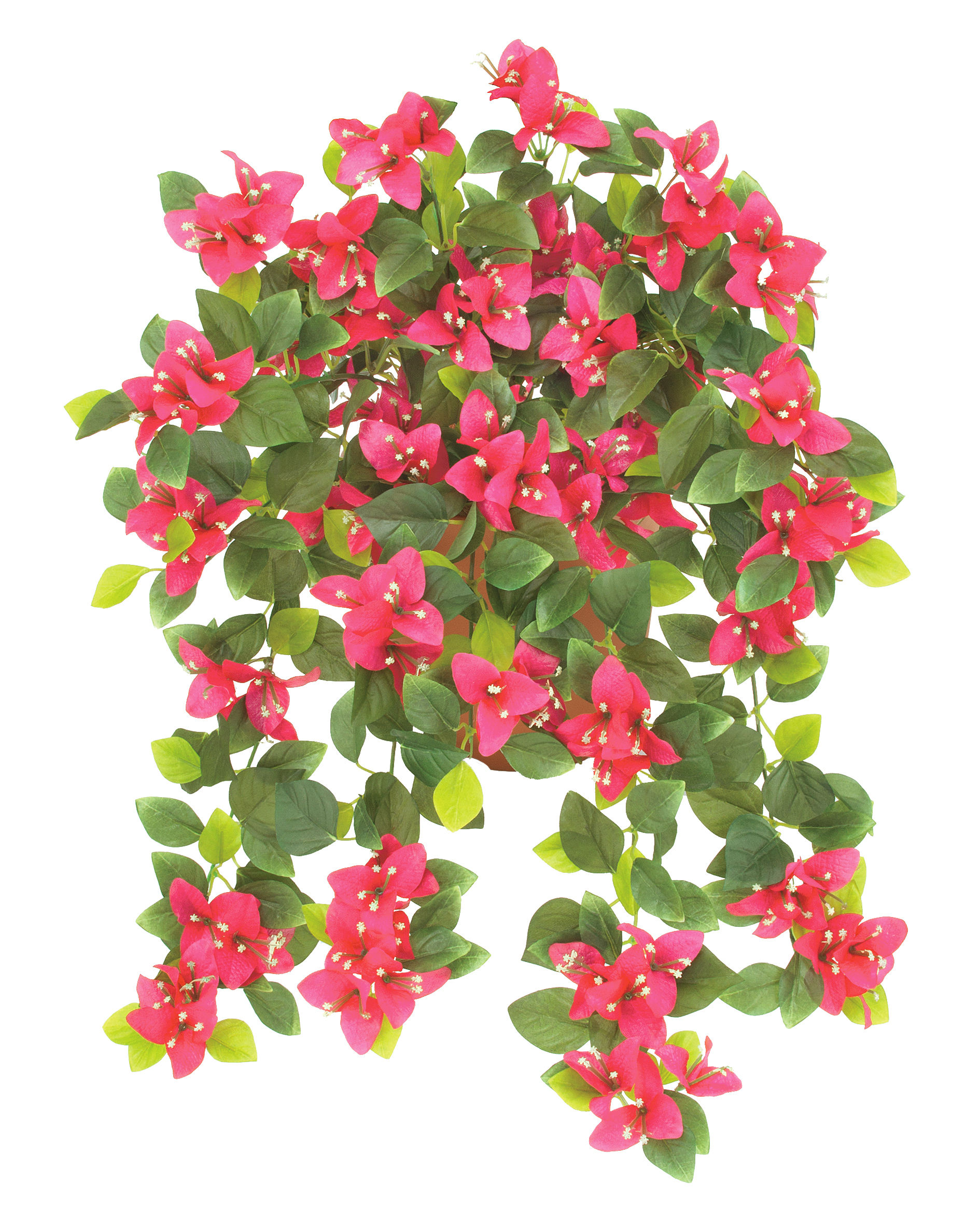 ブーゲンビリアブッシュ x 9（ビューティー）（商品詳細）| 株式会社ドガ