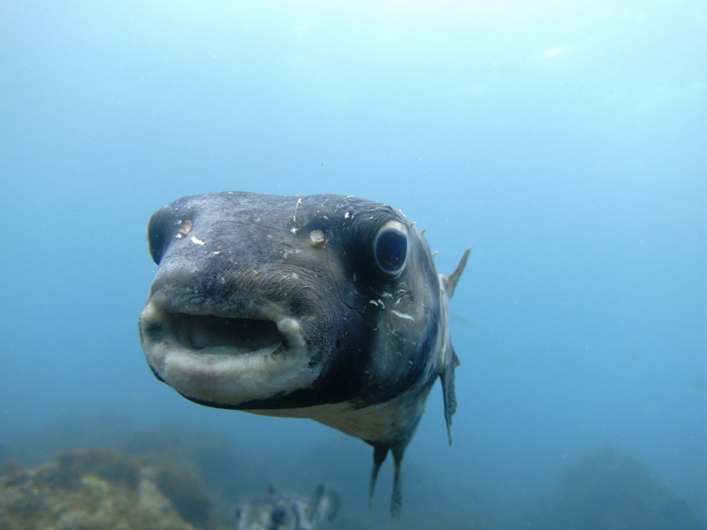 4/22 かわいい豆キタマクラにカンナツノザヤウミウシ(^o^) | 東伊豆