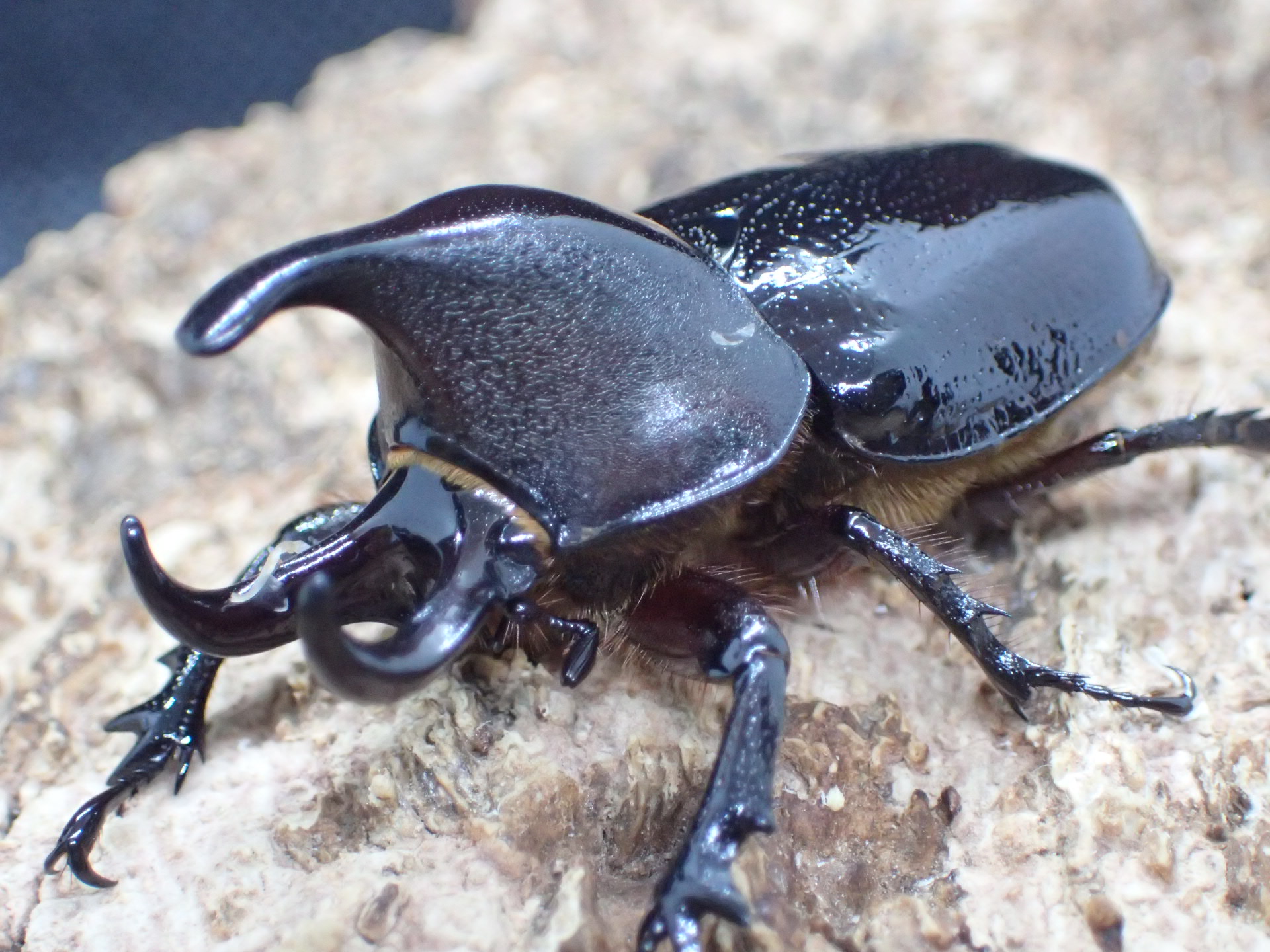 むしやどんぐり / クルビコルニスミツノヒナカブト