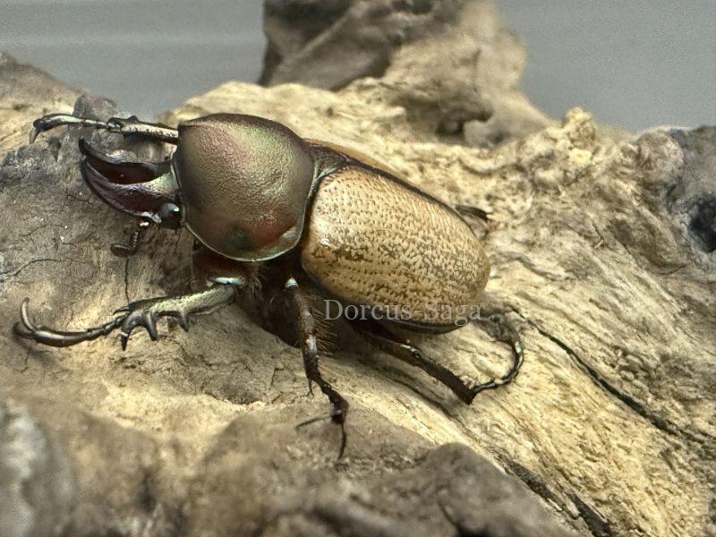 新着ブラジル便] コルニゲラヒナカブト♂35ミリ♀27ミリWILDペア