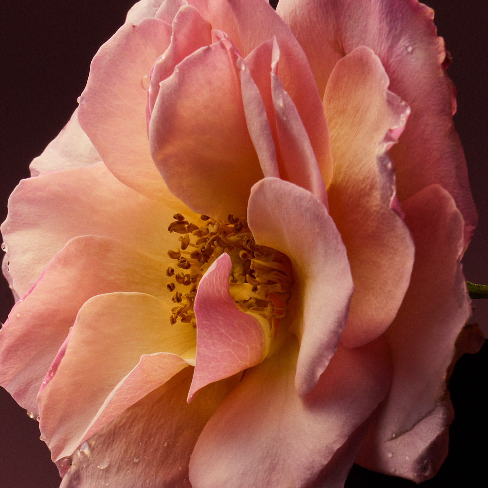 Extrait de Parfum ROSE BLAZE | Unisex Floral Fragrance – Maison D