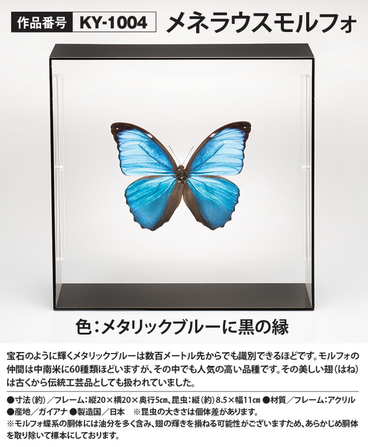 昆虫標本コレクション！ メネラウスモルフォ- 三宝堂オンラインショップ