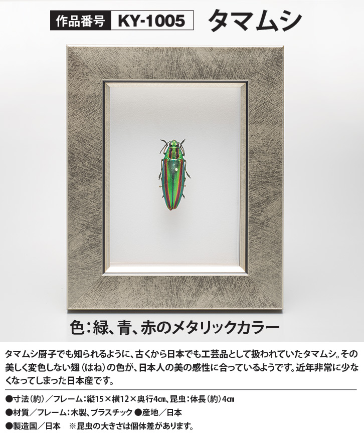 昆虫標本コレクション！ タマムシ- 三宝堂オンラインショップ