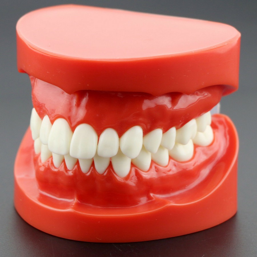 顎模型 D18D-KP.80 顎模型 D18D-KP.80 保存修復実習用顎模型 [D18D