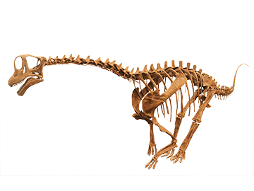 FPDM: 標本データベース - ブラキオサウルスの一種（幼体）