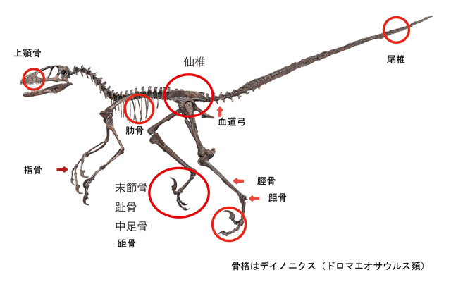 獣脚類の上顎骨（頭骨の一部）発見について｜恐竜博物館の調査研究