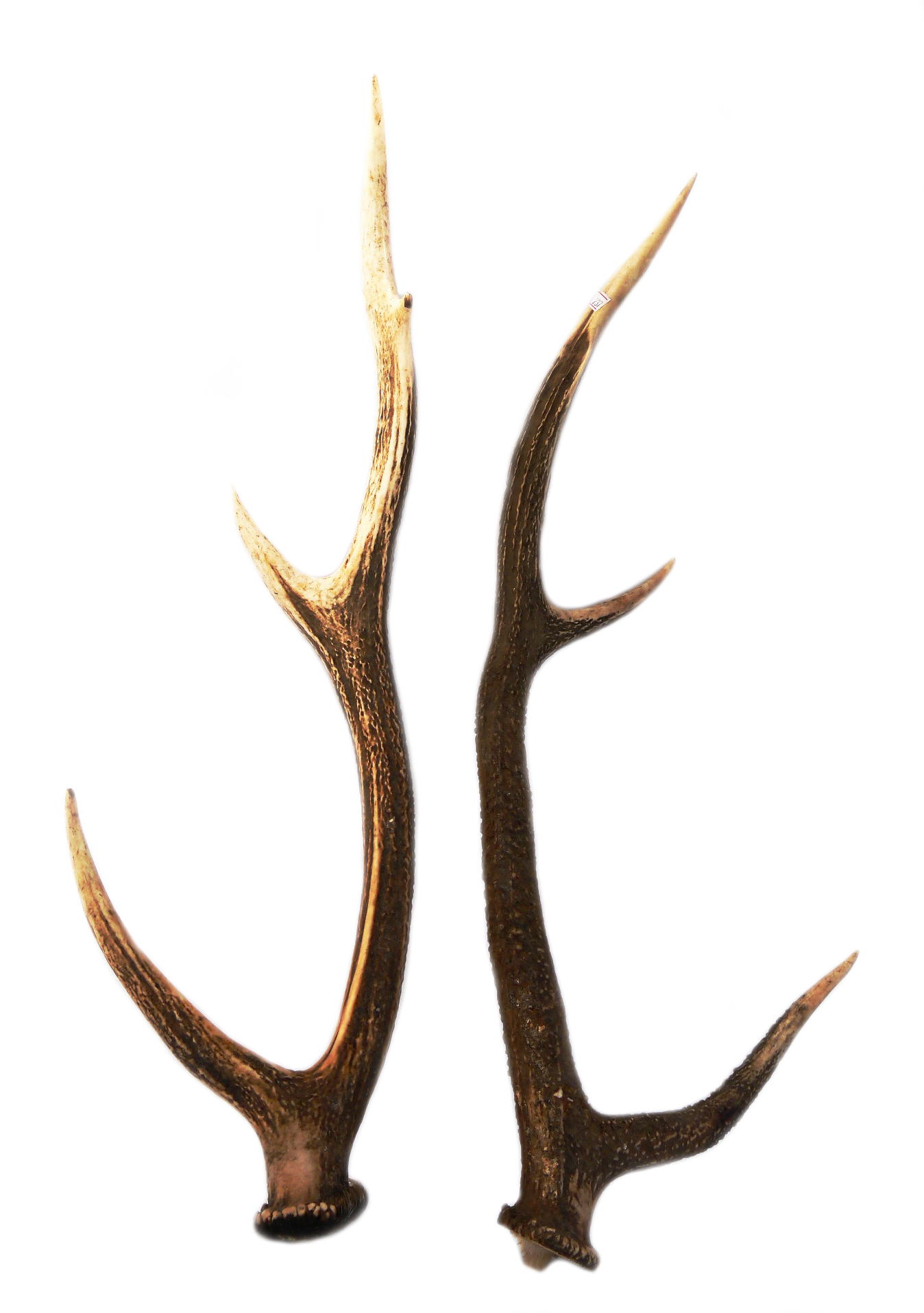 えぞ鹿の角 対で二本一組 北海道産天然鹿角 中国茶・中国茶器など厳選