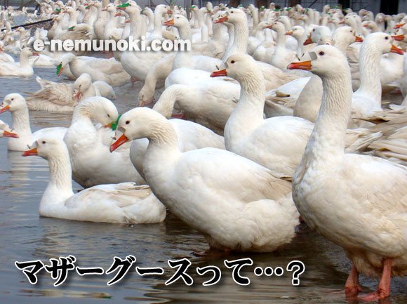 マザーグース羽毛布団 最高級羽毛布団のお話 | 京都 眠むの木