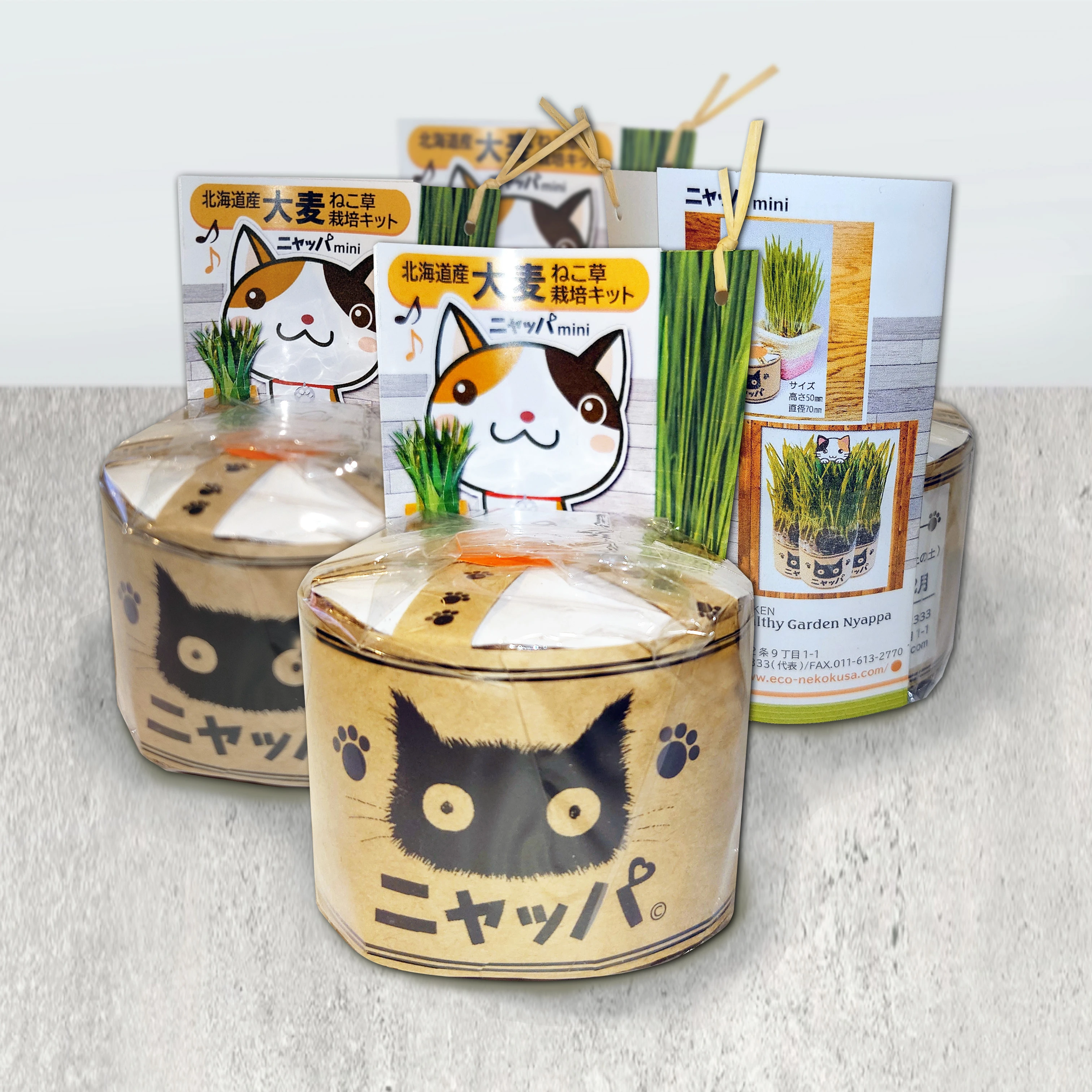 ニャッパmini | 商品カテゴリー | 無農薬大麦の猫草栽培セットで人気の