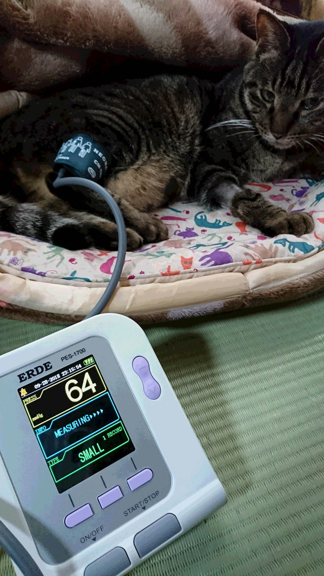 エルデ ペットの血圧計 / TOPページ