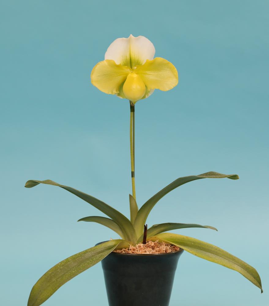 本日開幕！！「日本大賞」決定｜世界らん展2023 —花と緑の祭典—