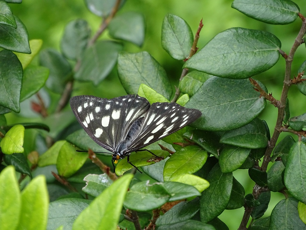 ゴマダラチョウ（胡麻斑蝶） - ［公式］水前寺江津湖公園｜熊本市の