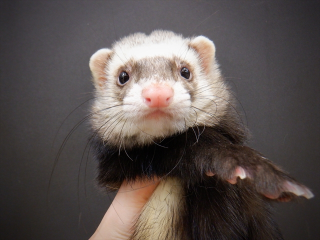 家族が決まりました☆（11/9～11/14） | FERRET WORLD