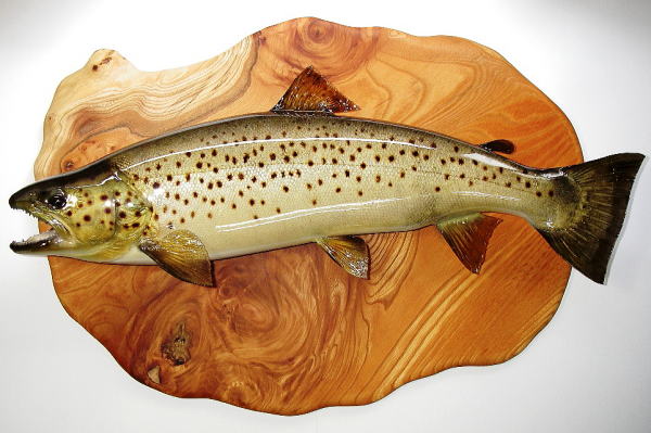 ブラウントラウト剥製【フィッシュクラフトマツモト】