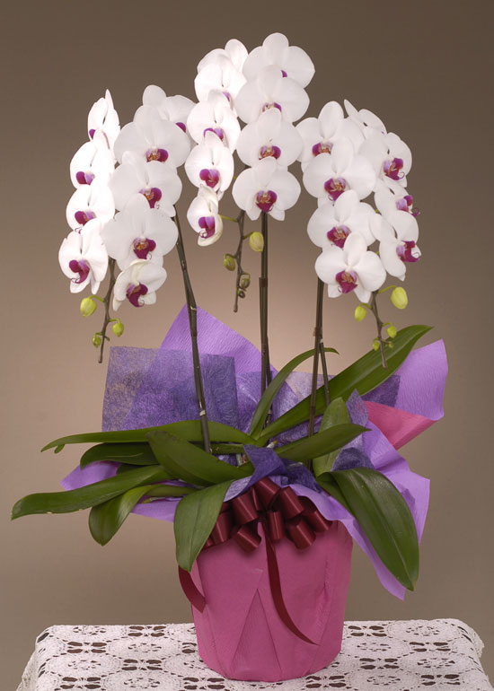 お祝い□胡蝶蘭(コチョウラン) 紅白（LL）3本立ち - 胡蝶蘭