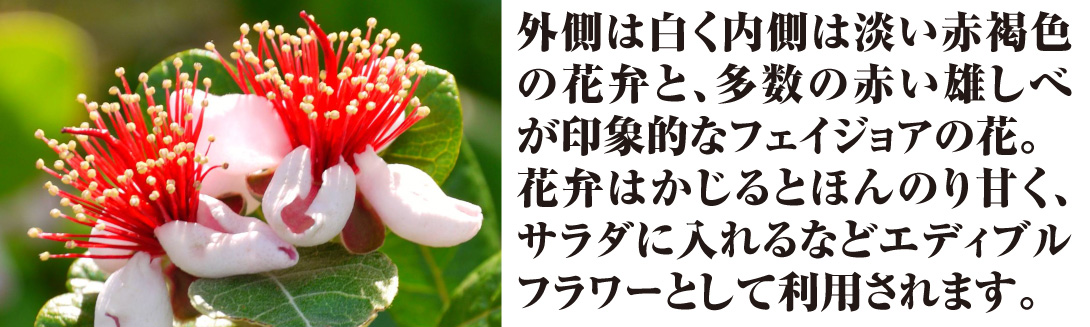 国華園オンラインショップ / 果樹苗 フェイジョア クーリッジ 挿木1