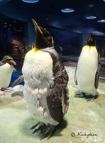 丸々としています。－キングペンギン－ | 市立しものせき水族館｢海響館