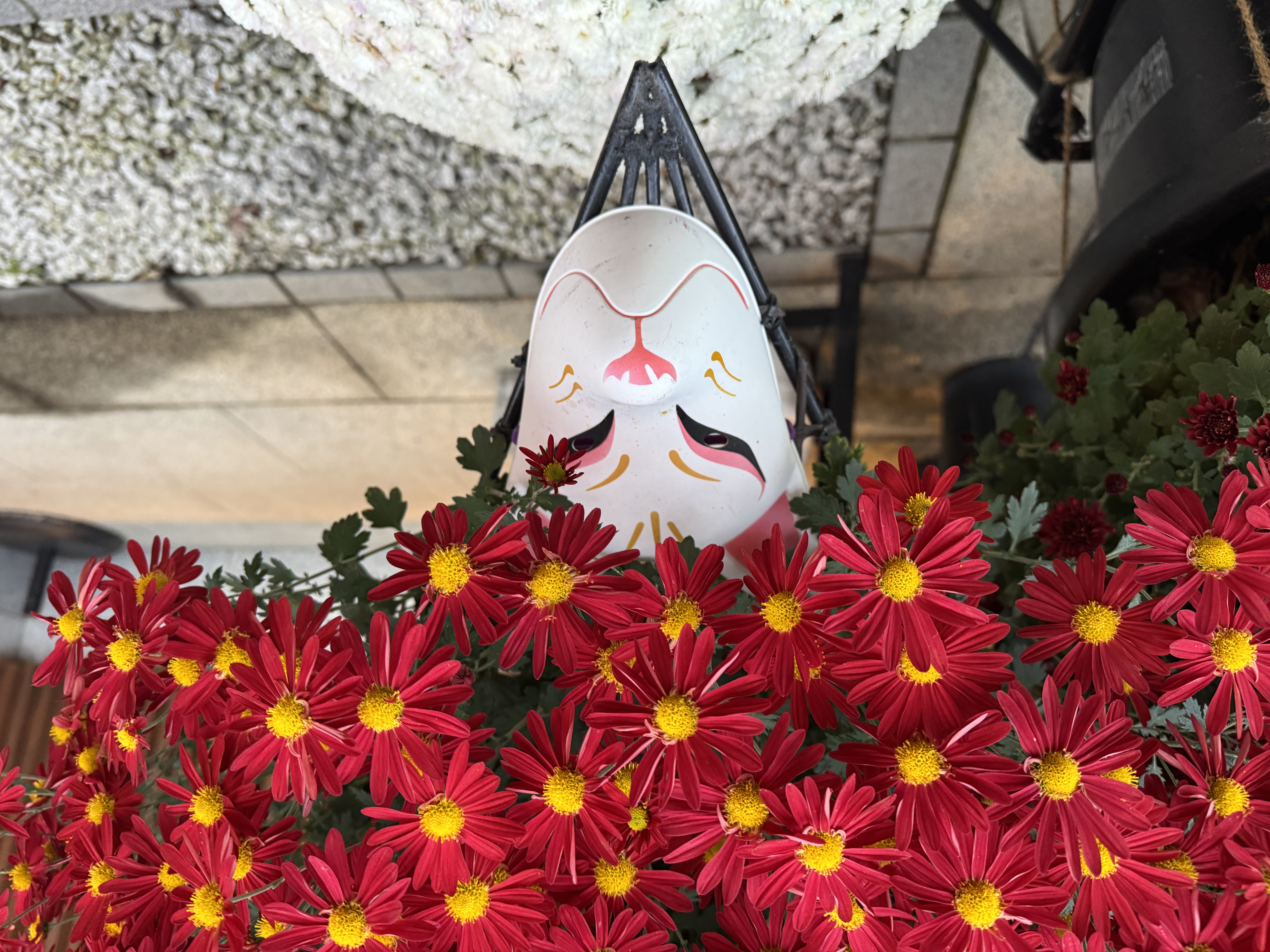 開花状況 2025年11月22日 | 笠間観光協会公式ホームページ