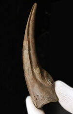 恐竜の爪の化石の販売 ｜ 化石販売の化石セブン