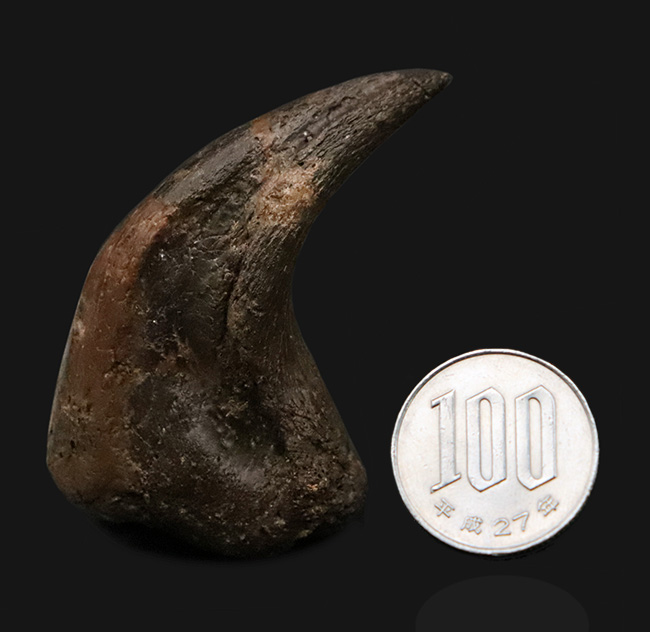 補修2〜3% マダガスカルのラパレントサウルス フットクロウ 爪 化石