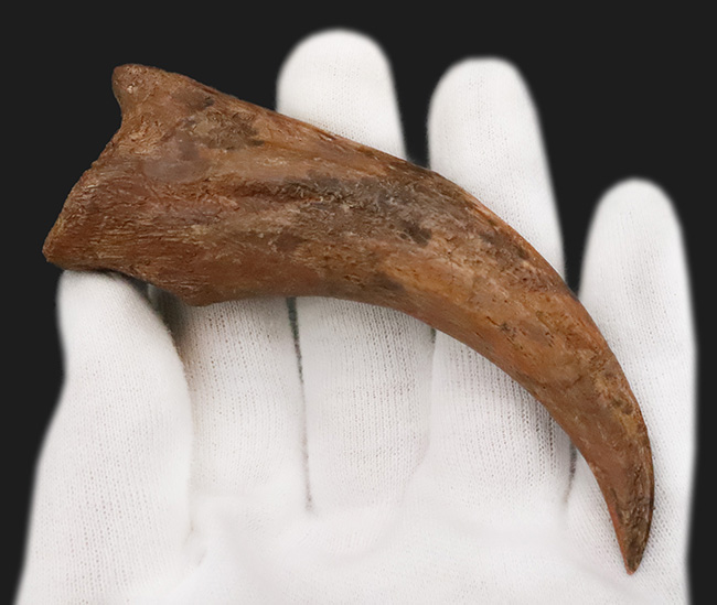 自然が作り出した芸術品！北アフリカの湿地帯を支配したスピノサウルス