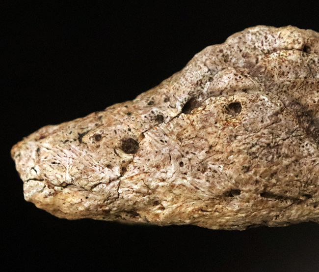 あのフリルの外縁を覆っている装飾部位、トリケラトプス（Triceratops