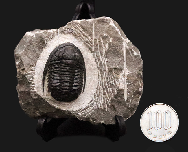 三葉虫コレクター必見！モロッコの伝統ある工房の作品、極上の