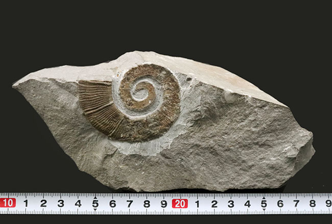 アンモナイトコレクター必見！巻が解けた、異常巻きアンモナイト