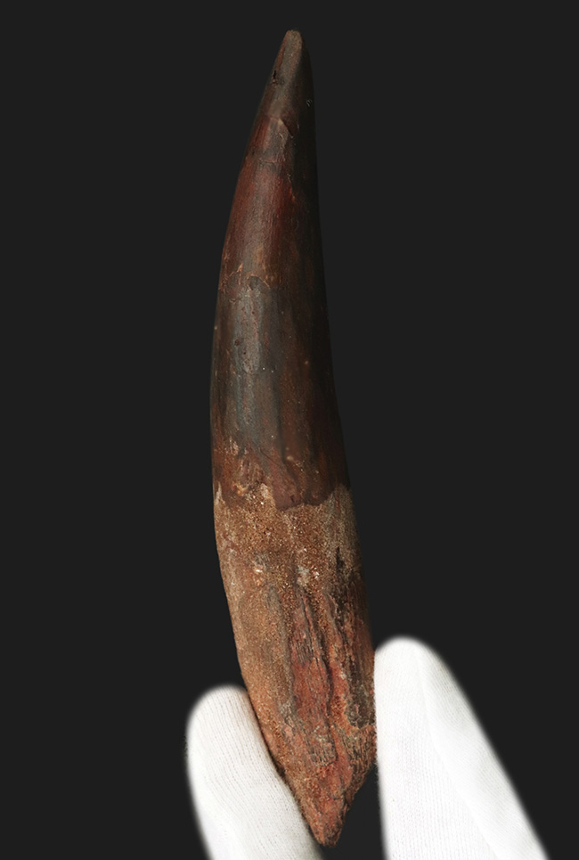 美形＆驚くべき長さ！超ローング！カーブ計測15センチオーバーの