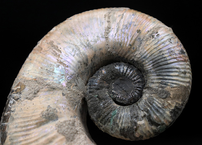 スーパー3Dクリーニング！ロシア産の異常巻きアンモナイト、オードリ