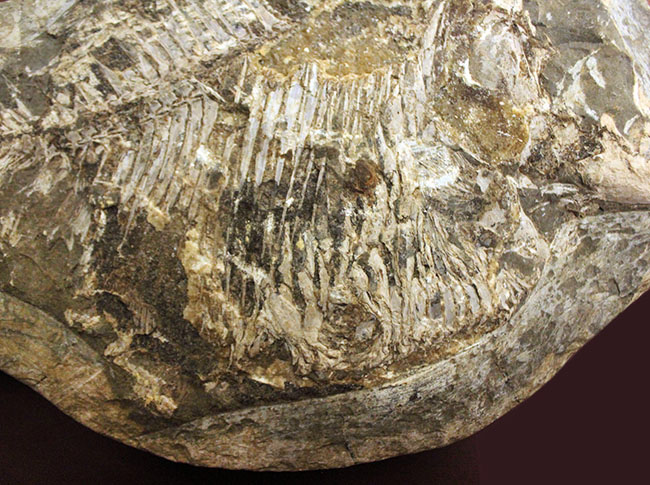 ウルトラレア！ブラジル・サンタナ層産の絶滅古代魚、ピクノドン類の