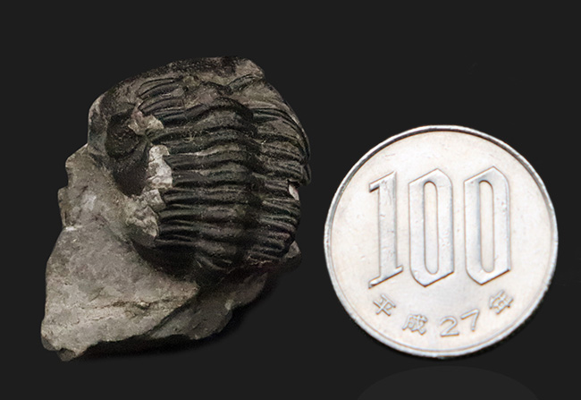 サービスプライス】モロッコ・デボン紀の地層から採集された