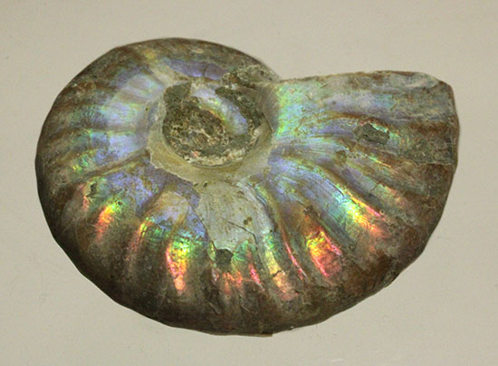 小サイズながら完全に虹色を示すアンモナイト アンモナイト 販売