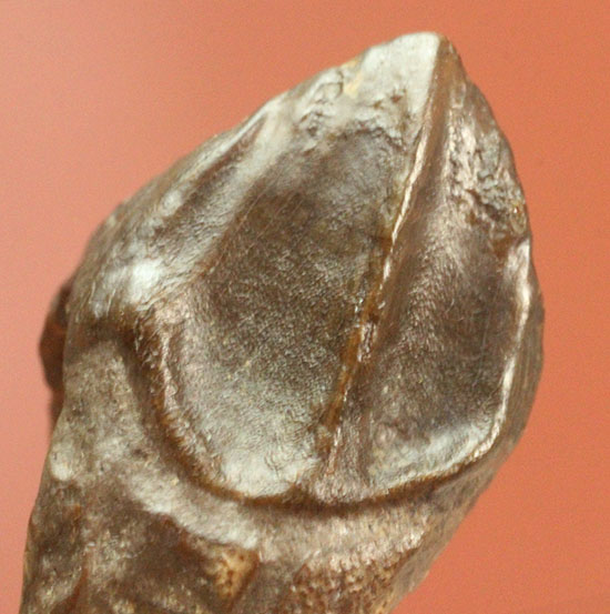 先端が欠けていない、かつ希少なダブルルートを持つトリケラトプスの歯