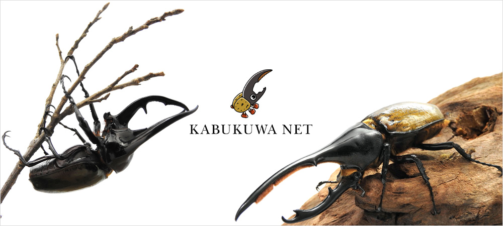 アルキデスヒラタクワガタ ♂60－69mm 短歯 ペア ベンクール