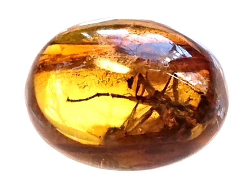 話題沸騰中!!虫入り琥珀原石を10点掲載いたしました