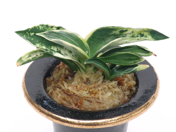 お多福の図 (おたふくのず) Otafukunozu – おもとの豊明園（ほうめいえん）