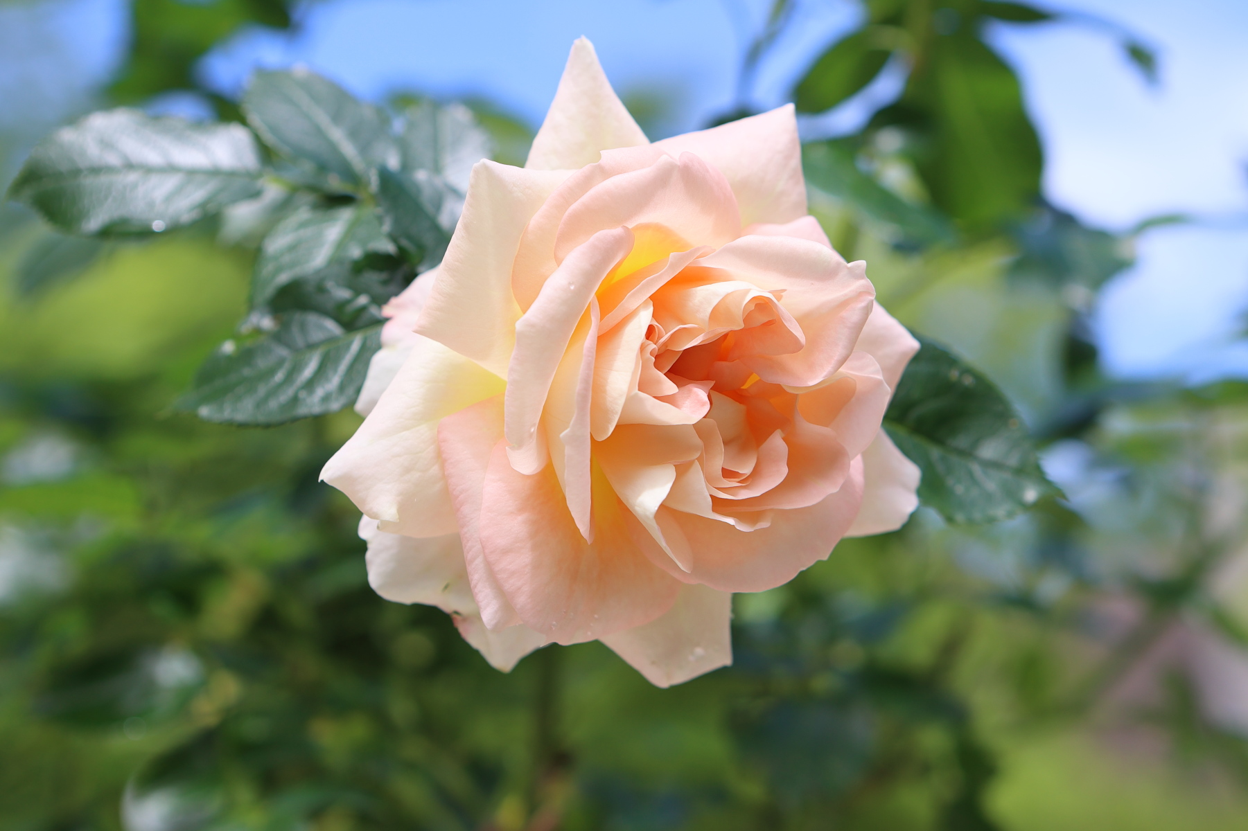 マリー・アントワネットが開花 | 箱根ガラスの森美術館 ブログ