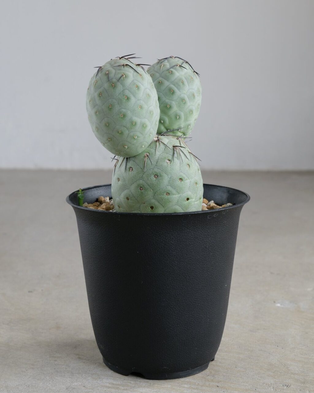 大粒】 テフロカクタス・ゲオメトリクス – HANS 多肉植物とサボテンの