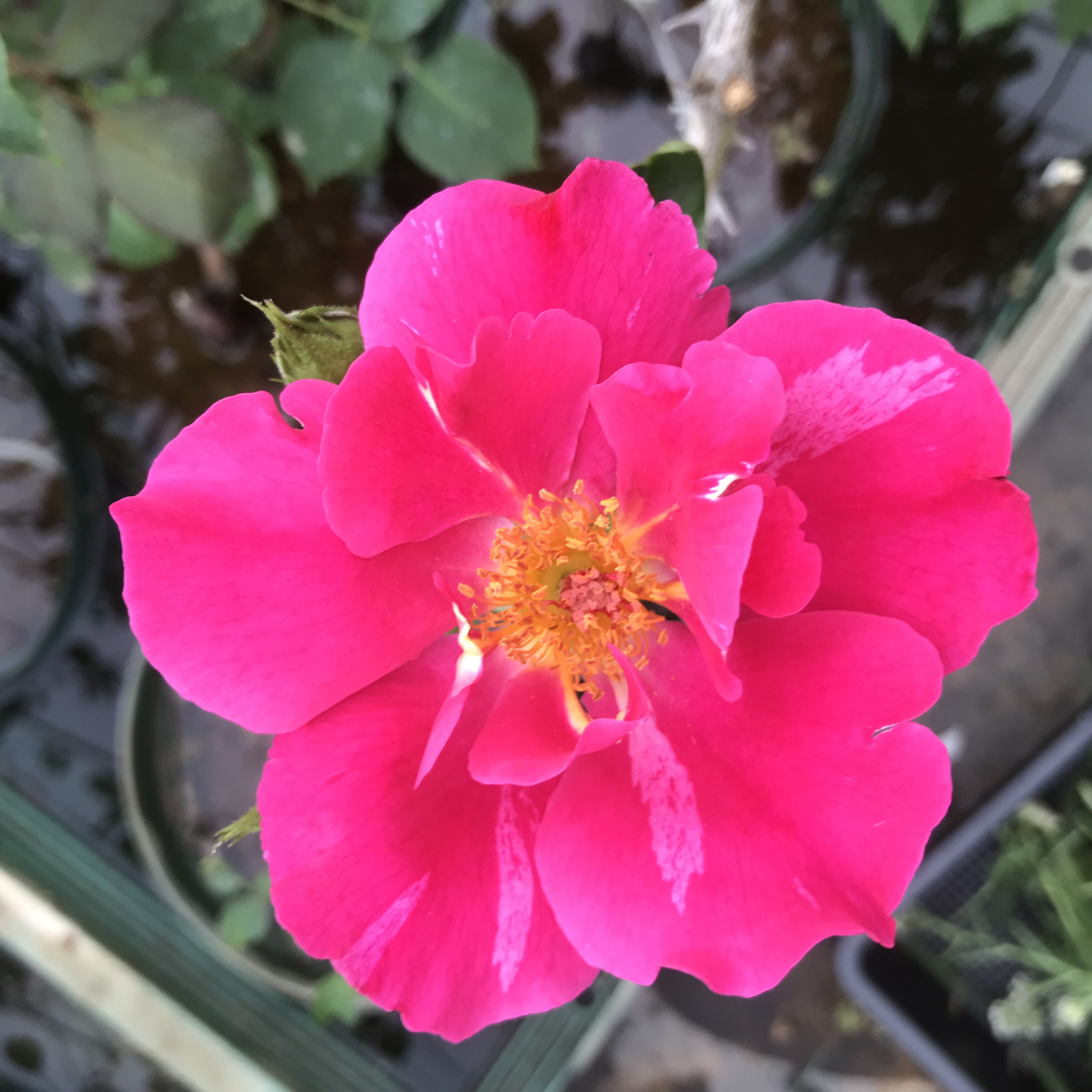 オールドローズ四季咲き強香大苗 レディー ヒリンドン Herb&Rose バラ