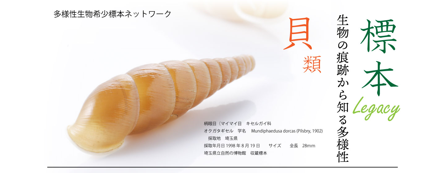 オオゴマシジミ | 【標本ナビ】多様性生物希少標本ネットワーク