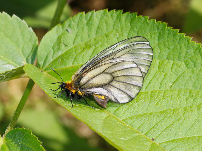 ウスバシロチョウ