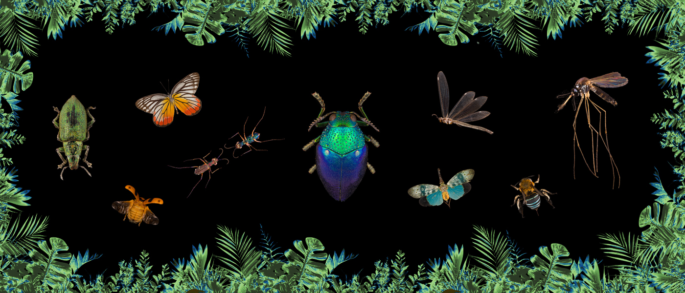 Institut Français du Cambodge - Insects: The Art of Detail