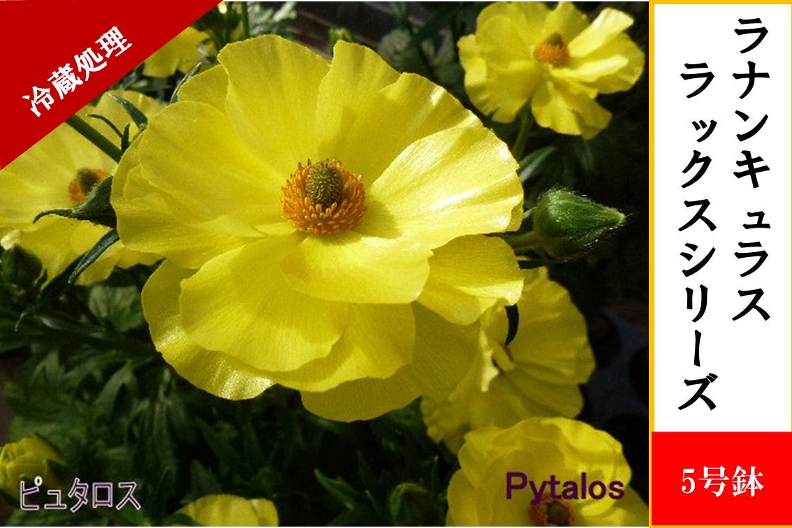 ラナンキュラス ラックスシリーズ【ピュタロスⅡ】5号鉢（冷蔵処理